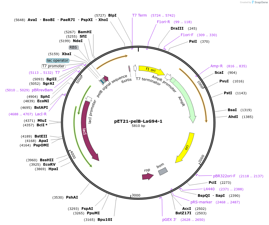 228961-plasmid-map-sequence-id-457874