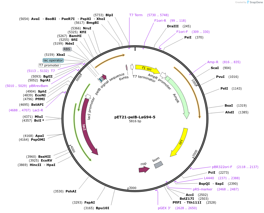 228965-plasmid-map-sequence-id-457875
