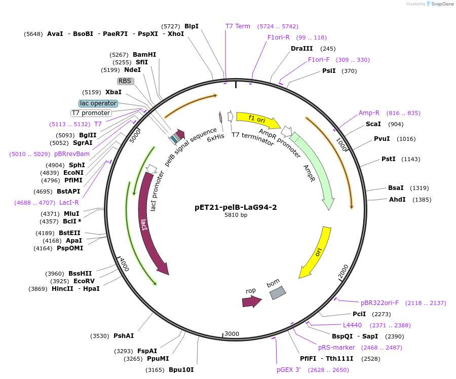 228962-plasmid-map-sequence-id-457881