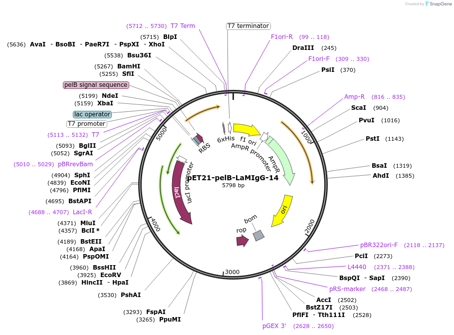 228994-plasmid-map-sequence-id-457882