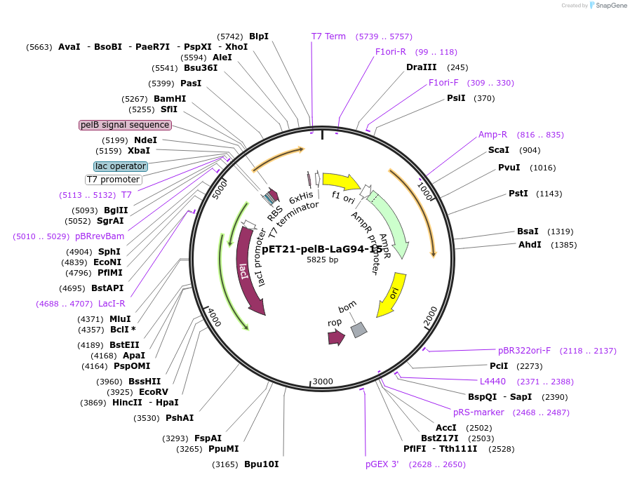 228971-plasmid-map-sequence-id-457885