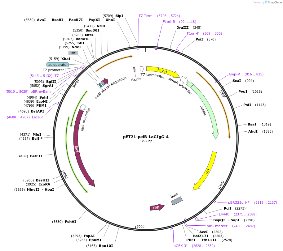 228998-plasmid-map-sequence-id-457886