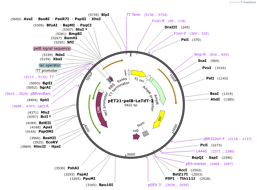 228975-plasmid-map-sequence-id-457888