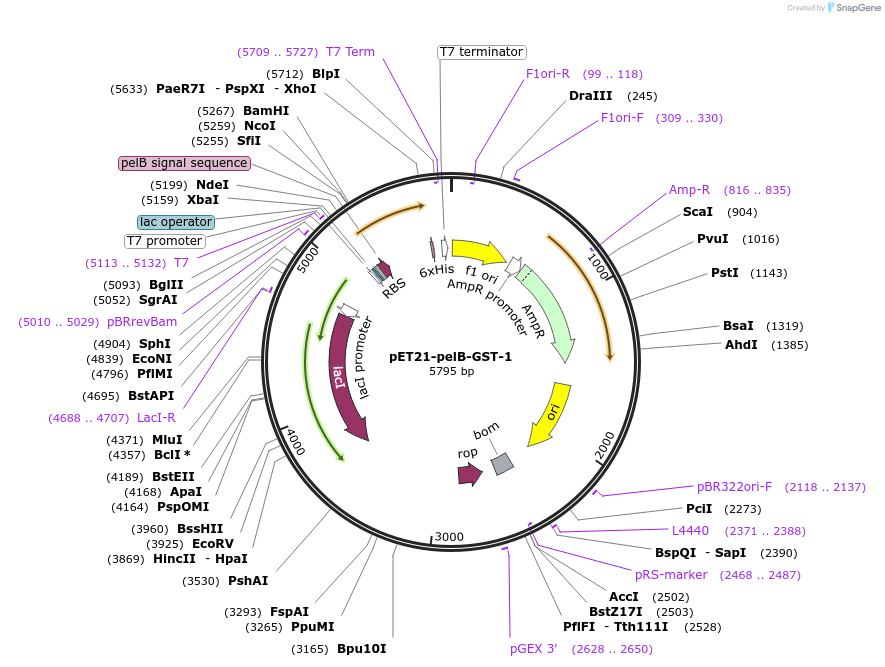 228983-plasmid-map-sequence-id-457890