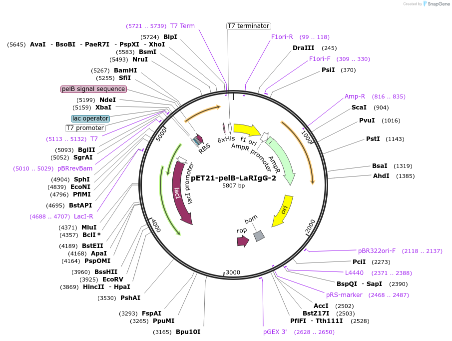 228996-plasmid-map-sequence-id-457891