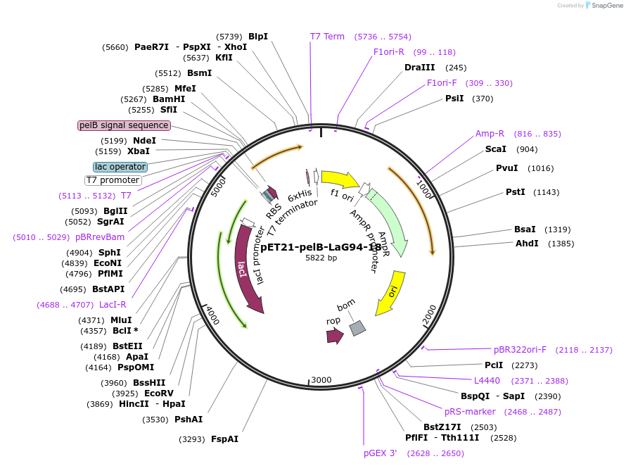 228972-plasmid-map-sequence-id-457892