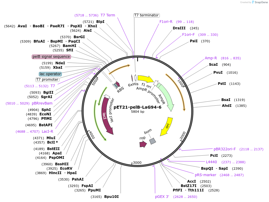 228966-plasmid-map-sequence-id-457894