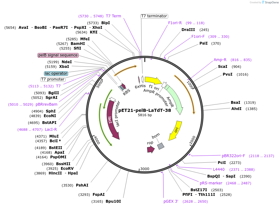 228979-plasmid-map-sequence-id-457896