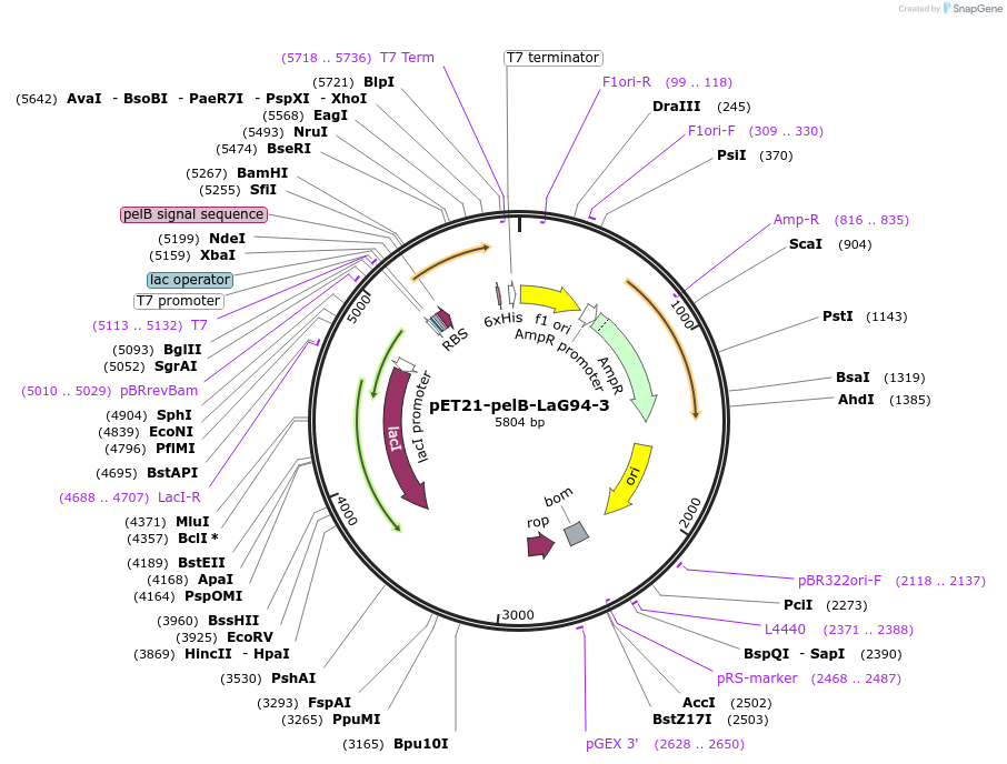 228963-plasmid-map-sequence-id-457897