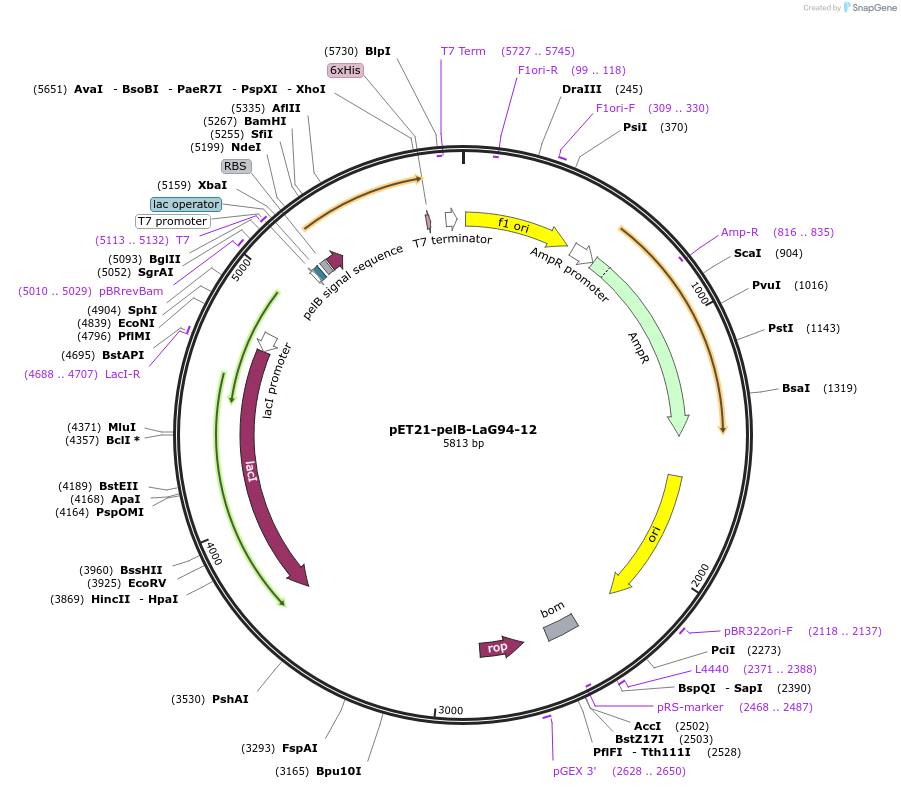 228970-plasmid-map-sequence-id-457898