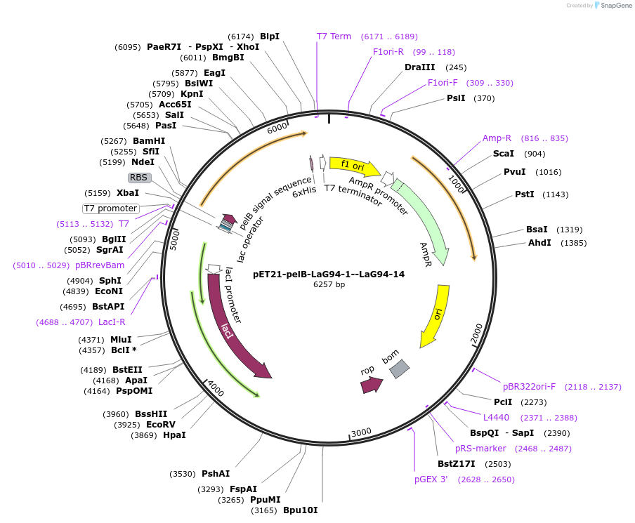 228973-plasmid-map-sequence-id-457899
