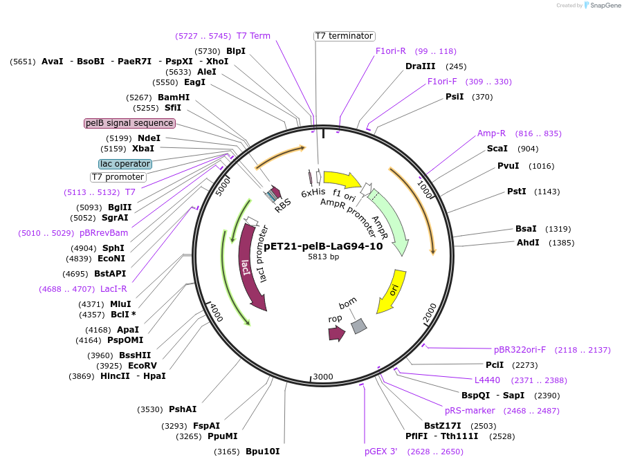 228969-plasmid-map-sequence-id-457900