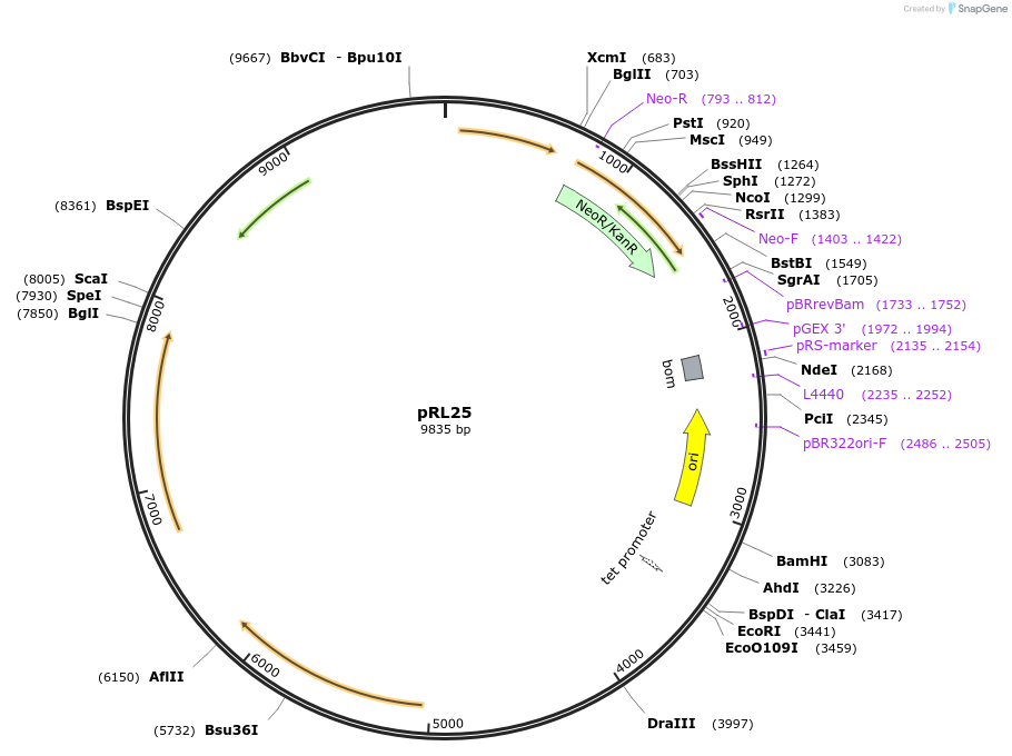 70253-plasmid-map-sequence-id-457912