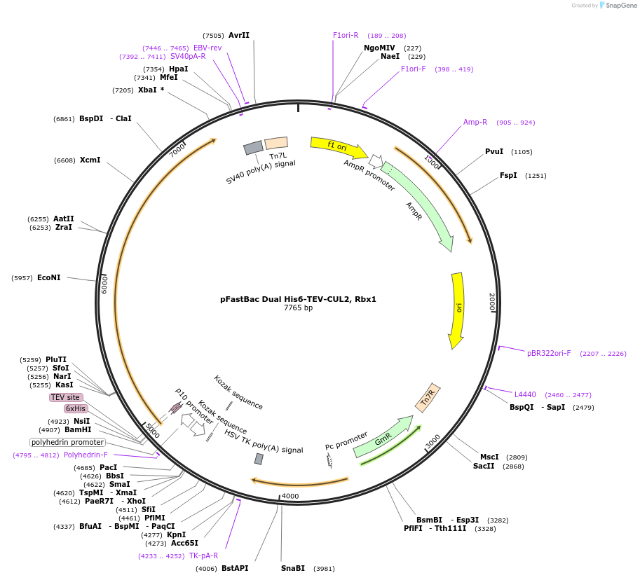 231000-plasmid-map-sequence-id-457944