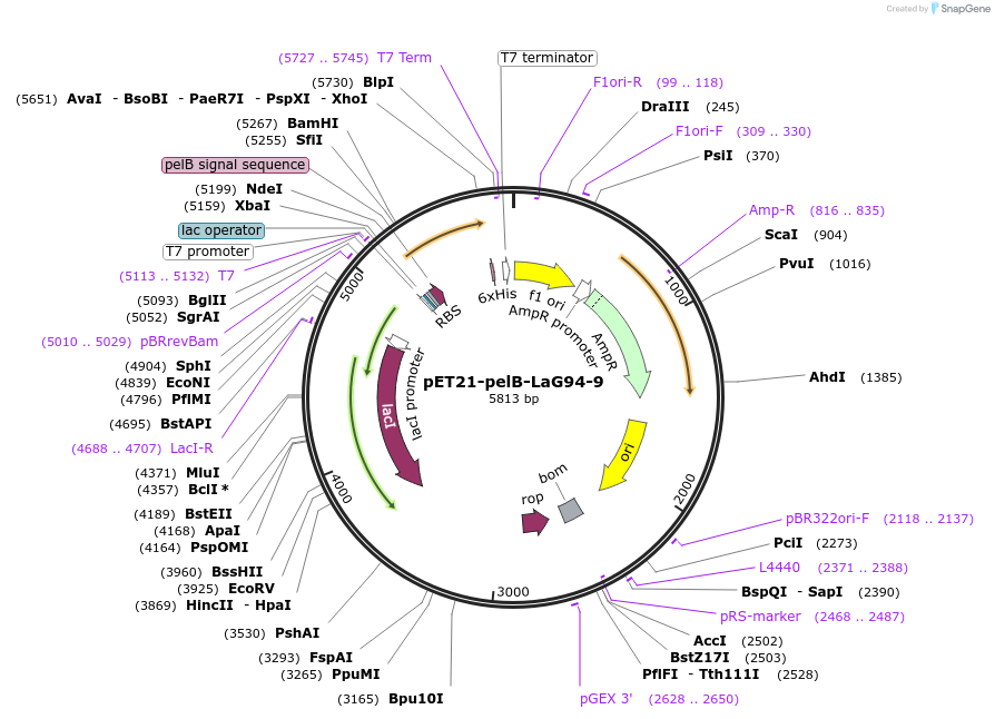 228968-plasmid-map-sequence-id-457950