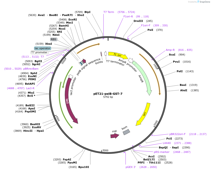 228989-plasmid-map-sequence-id-457951