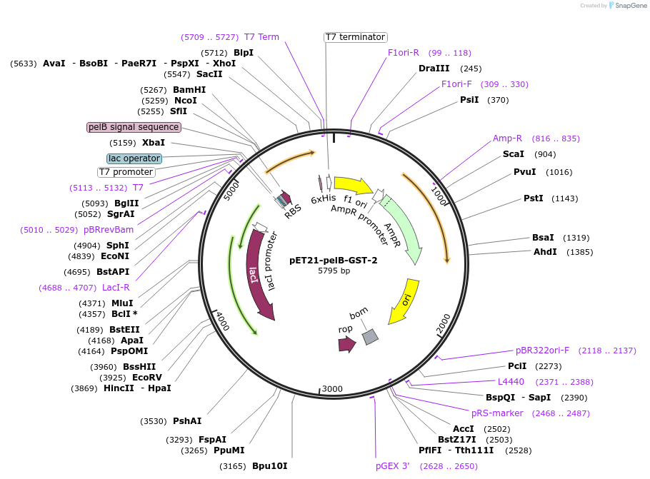 228984-plasmid-map-sequence-id-457952