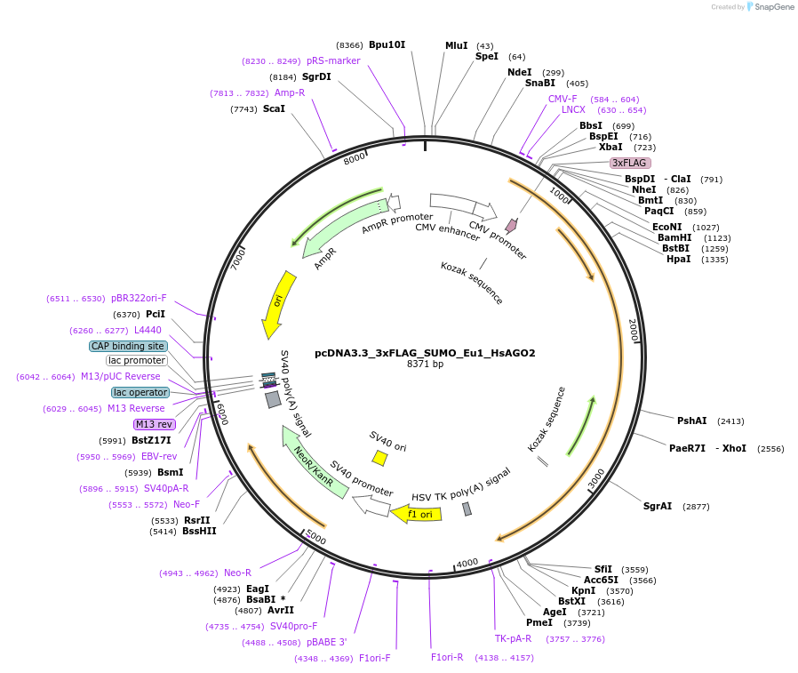 231372-plasmid-map-sequence-id-457959