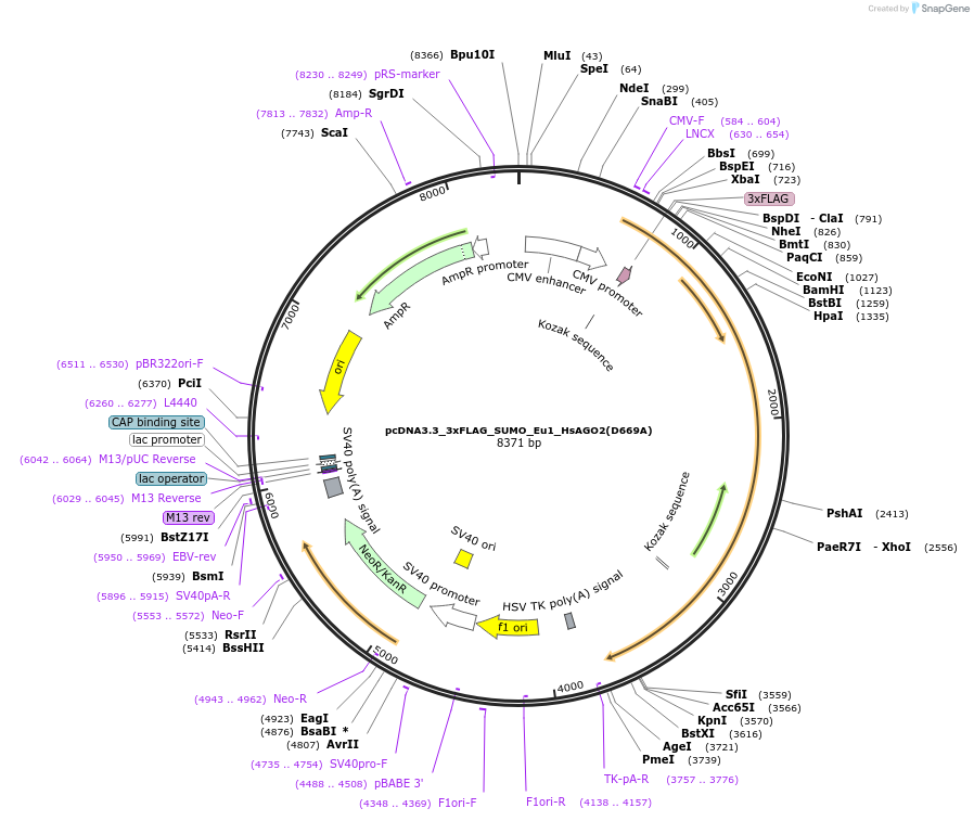 231371-plasmid-map-sequence-id-457960