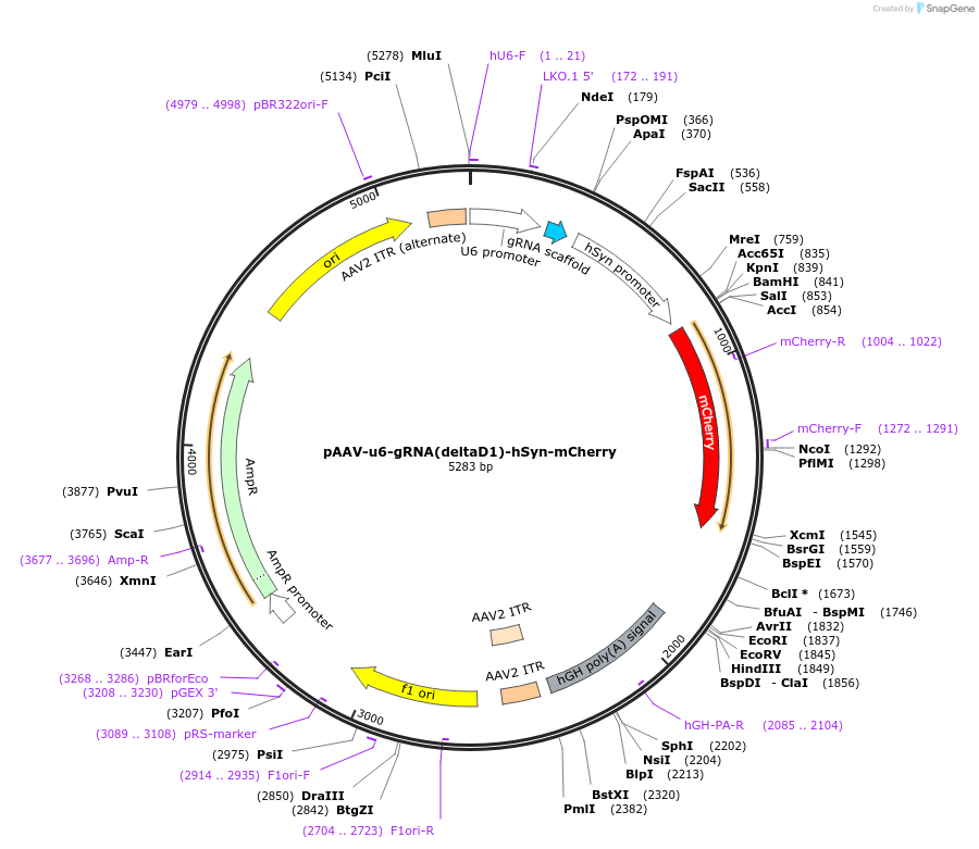 231400-plasmid-map-sequence-id-457976