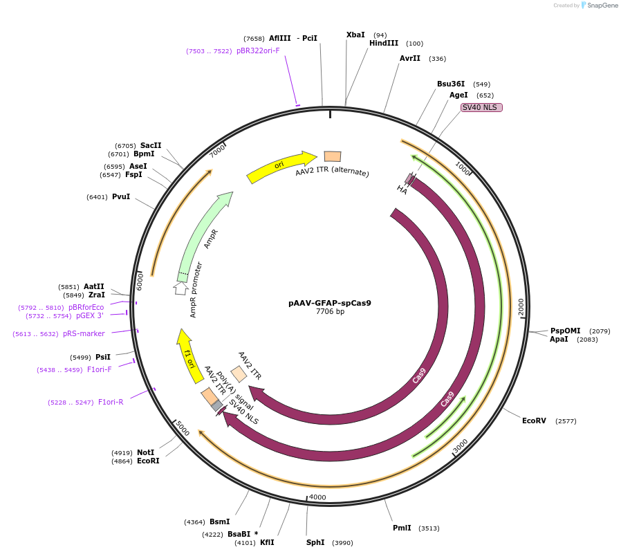 231403-plasmid-map-sequence-id-457979