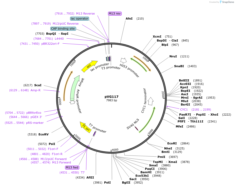 227746-plasmid-map-sequence-id-458019