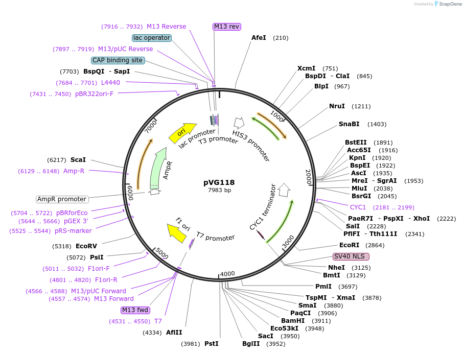 227747-plasmid-map-sequence-id-458020