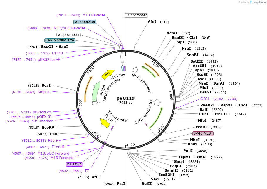 227748-plasmid-map-sequence-id-458021