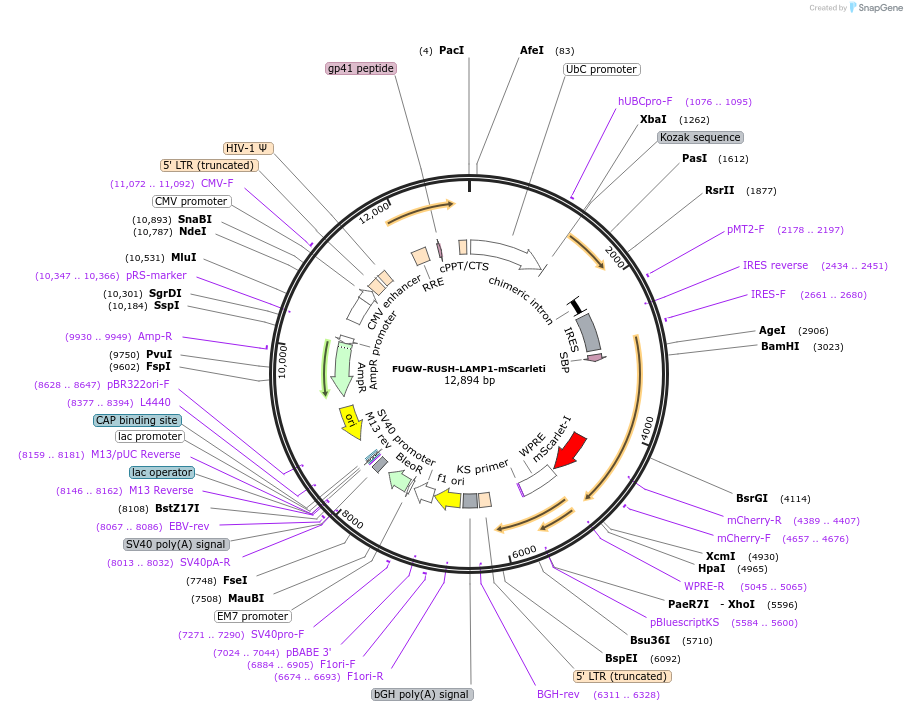 228526-plasmid-map-sequence-id-458069