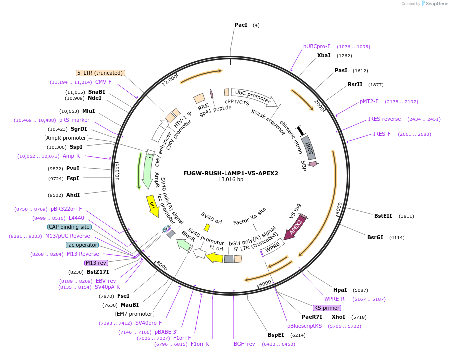228524-plasmid-map-sequence-id-458071