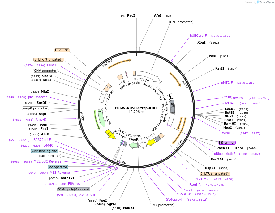 228527-plasmid-map-sequence-id-458072