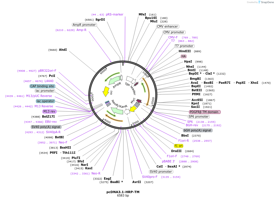 231497-plasmid-map-sequence-id-458078