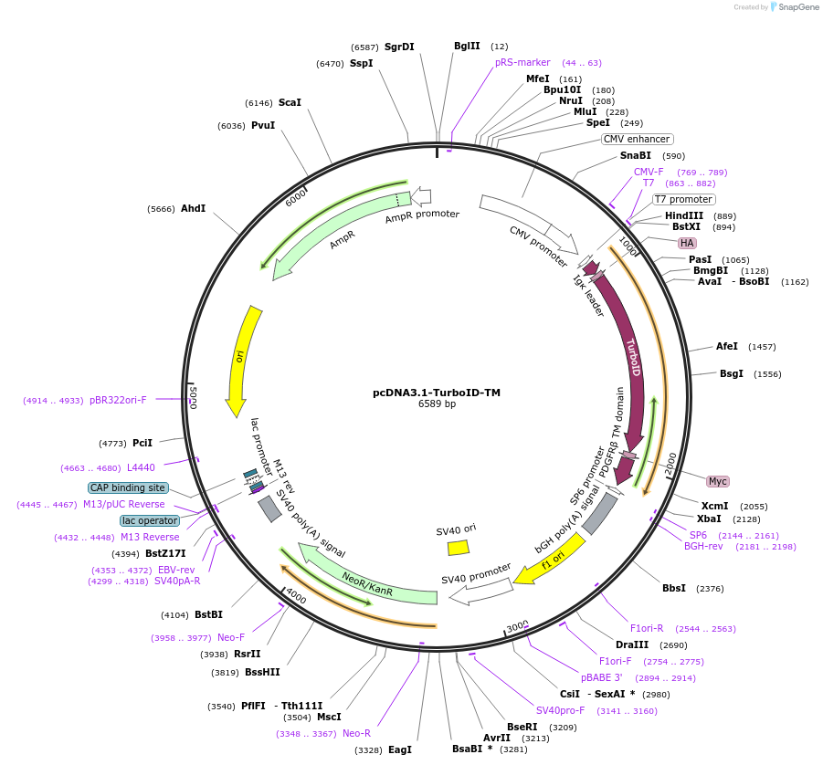 231498-plasmid-map-sequence-id-458079