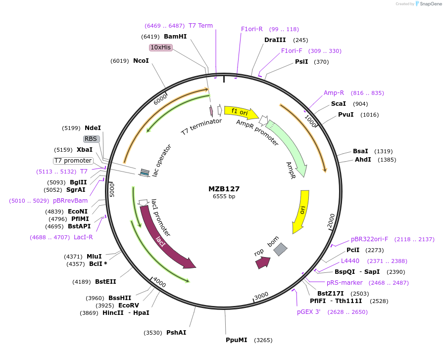 217836-plasmid-map-sequence-id-458081