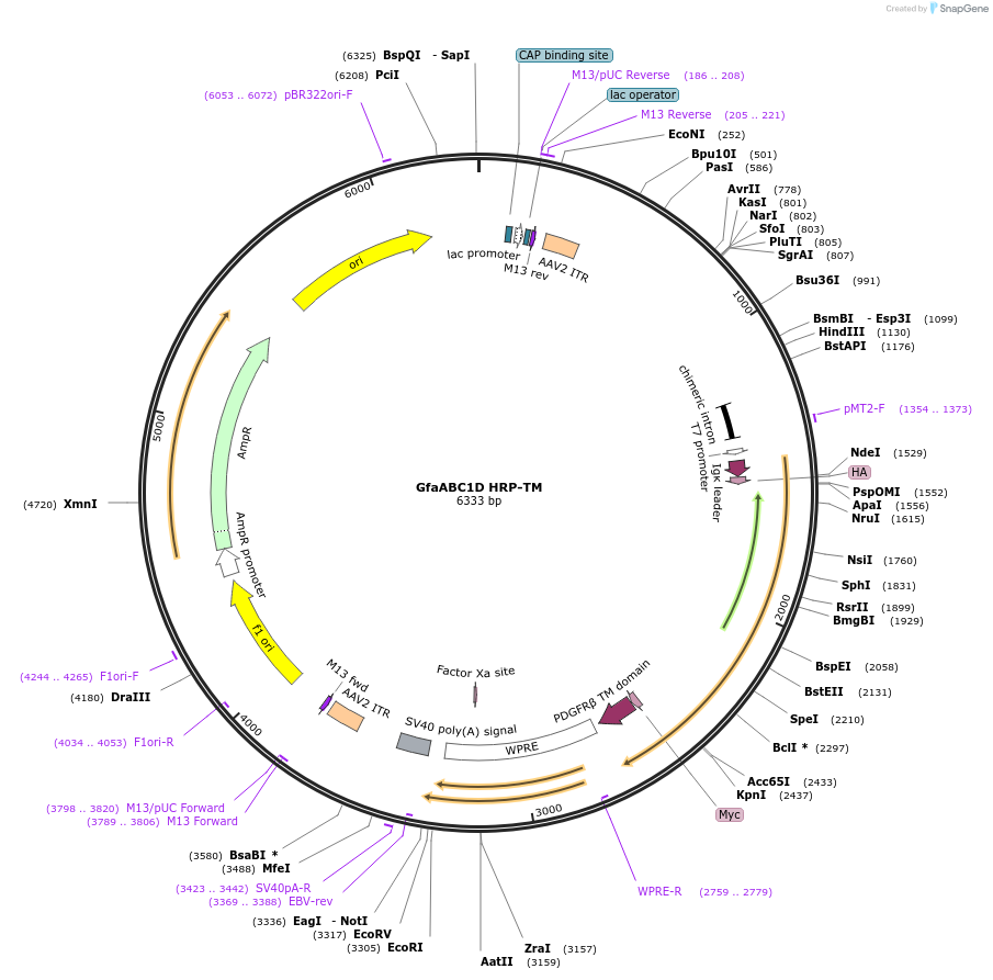 231499-plasmid-map-sequence-id-458082