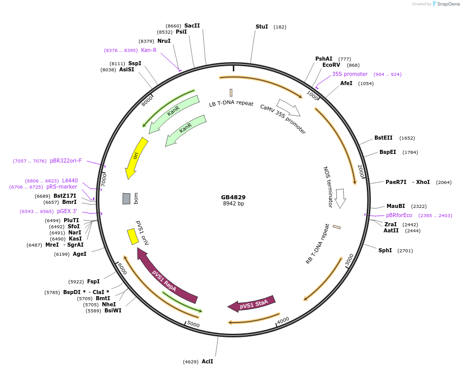 215275-plasmid-map-sequence-id-458083