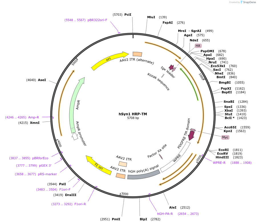 231500-plasmid-map-sequence-id-458084