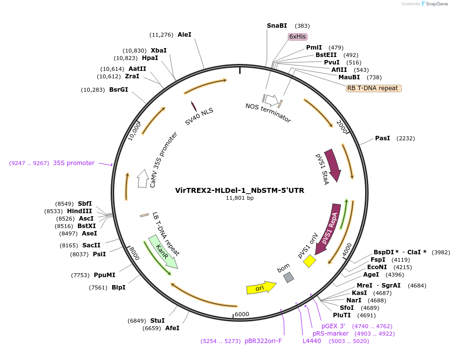 231148-plasmid-map-sequence-id-458085
