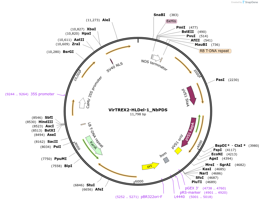 231146-plasmid-map-sequence-id-458094