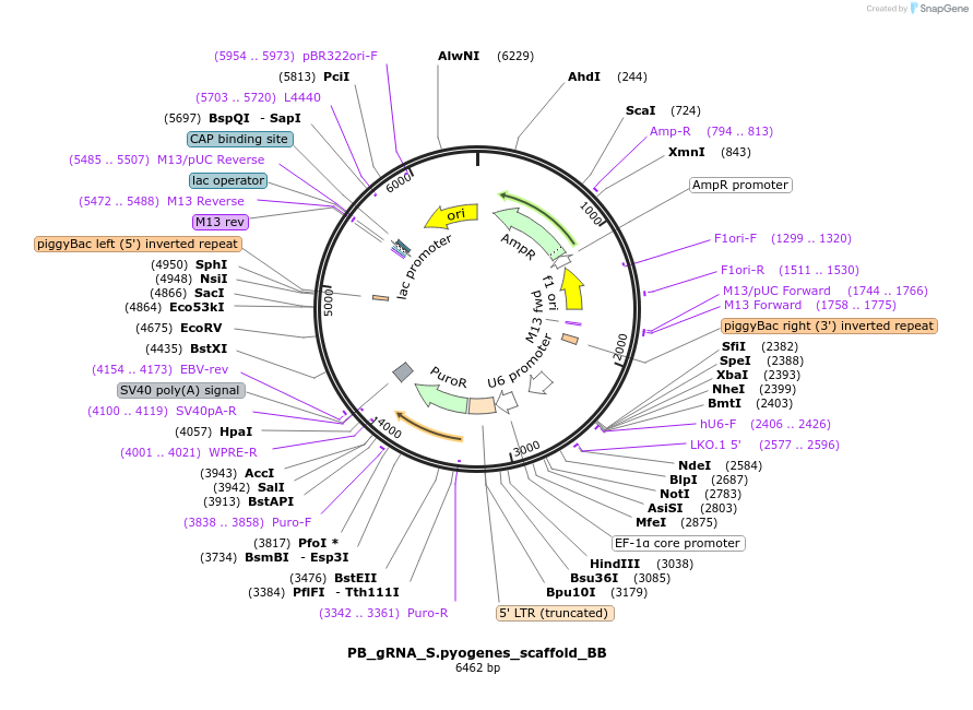 226429-plasmid-map-sequence-id-458099