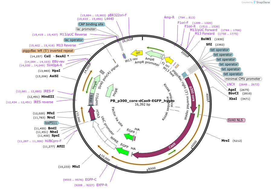 226431-plasmid-map-sequence-id-458102