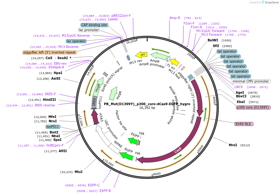 226427-plasmid-map-sequence-id-458103