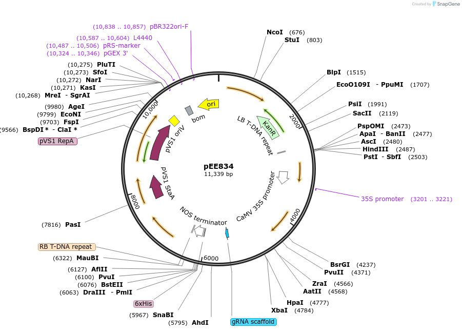 231168-plasmid-map-sequence-id-458104