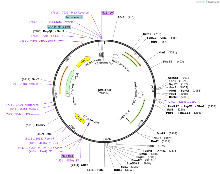 227759-plasmid-map-sequence-id-458108