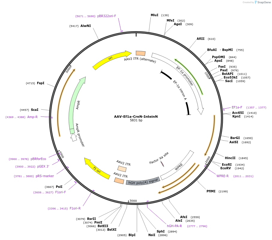 187614-plasmid-map-sequence-id-458131