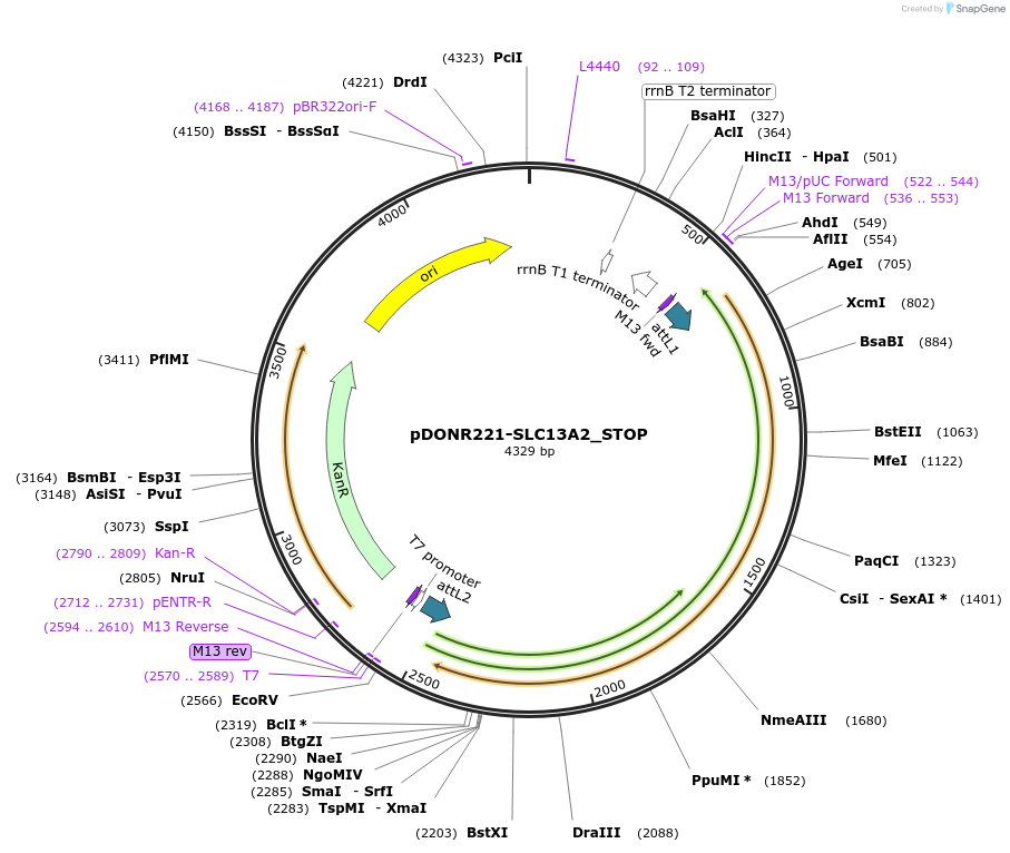 161087-plasmid-map-sequence-id-458142