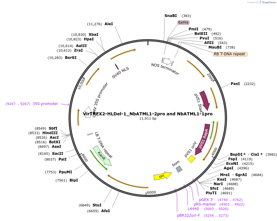 231154-plasmid-map-sequence-id-458176