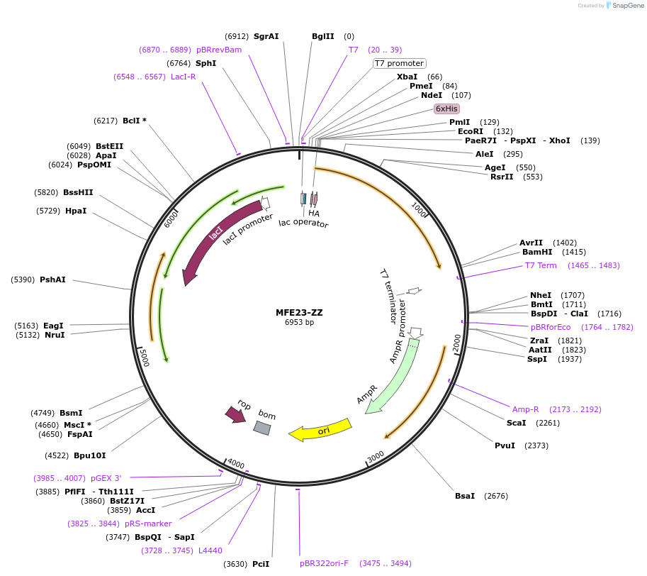 223553-plasmid-map-sequence-id-458178