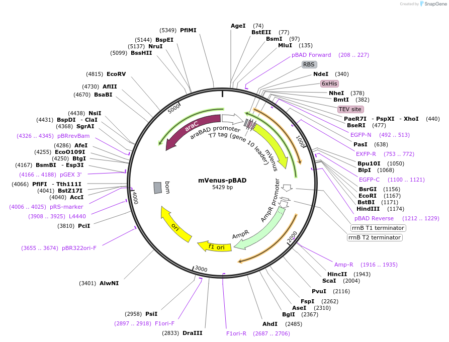 54845-plasmid-map-sequence-id-458179