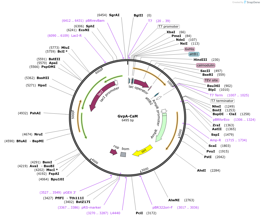 223555-plasmid-map-sequence-id-458182